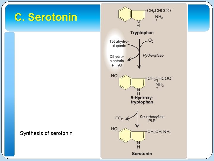 C. Serotonin Synthesis of serotonin 