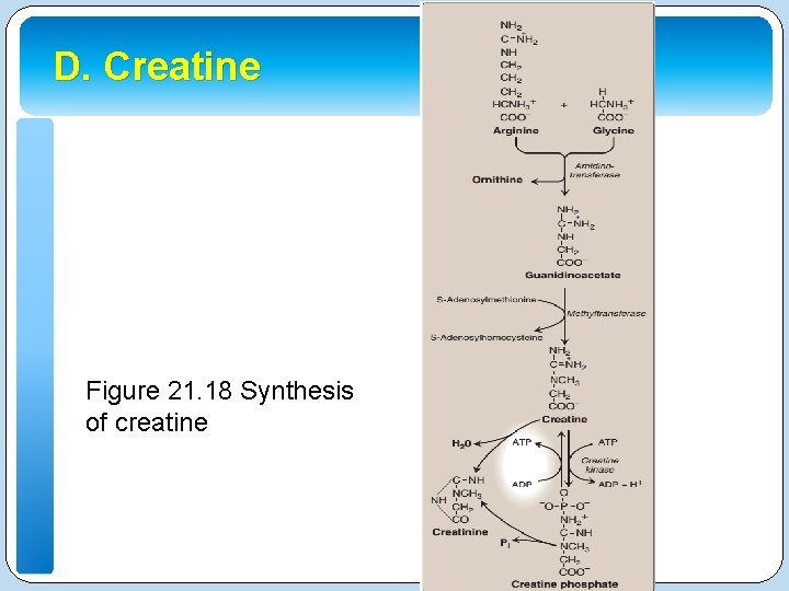 D. Creatine Figure 21. 18 Synthesis of creatine 