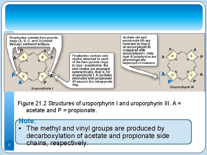 Figure 21. 2 Structures of uroporphyrin I and uroporphyrin III. A = acetate and