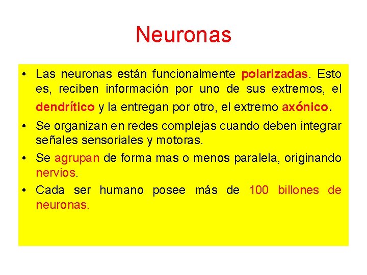 Neuronas • Las neuronas están funcionalmente polarizadas. Esto es, reciben información por uno de