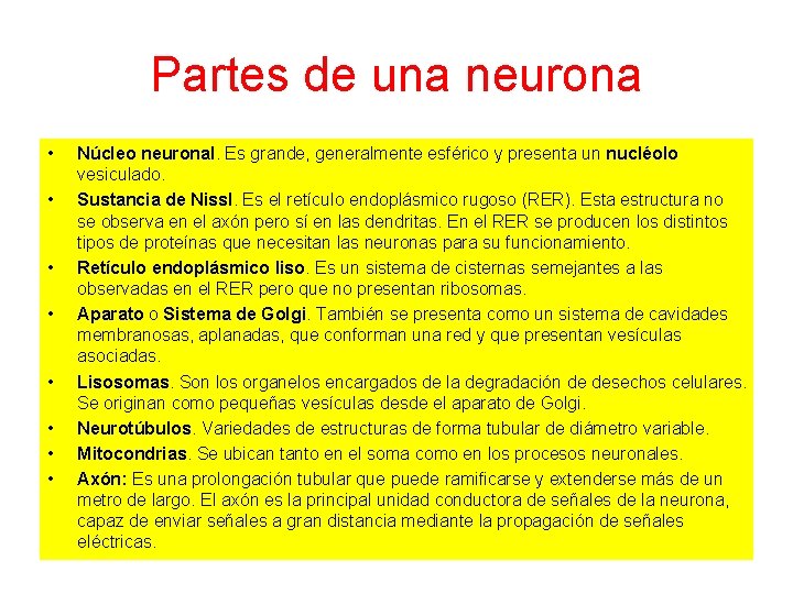 Partes de una neurona • • Núcleo neuronal. Es grande, generalmente esférico y presenta