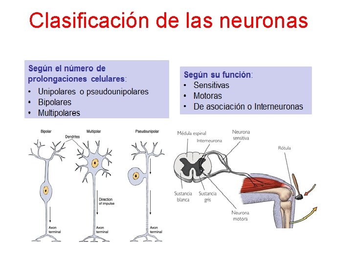 Clasificación de las neuronas 