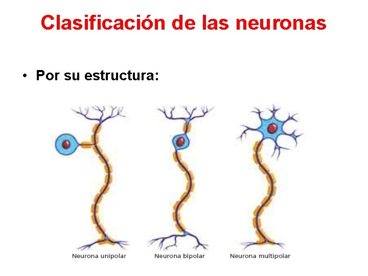 Clasificación de las neuronas • Por su estructura: 