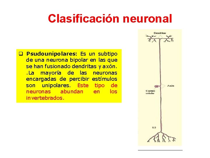 Clasificación neuronal q Psudounipolares: Es un subtipo de una neurona bipolar en las que