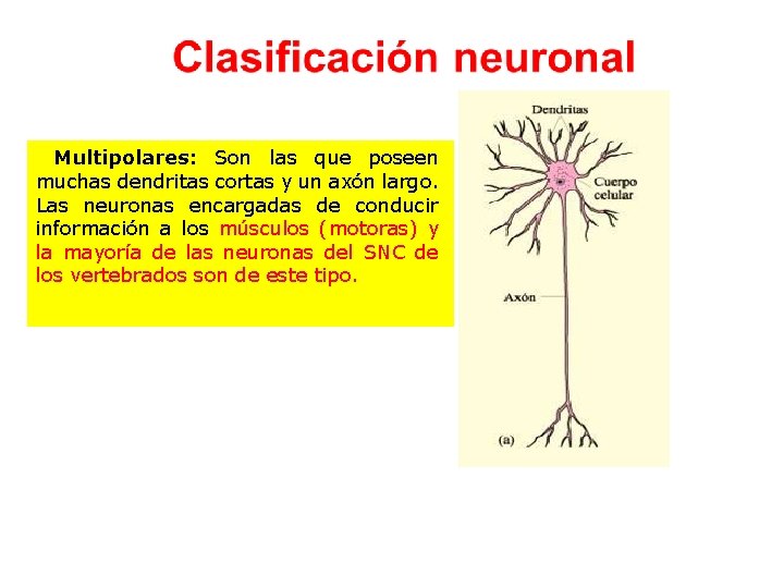 Multipolares: Son las que poseen muchas dendritas cortas y un axón largo. Las neuronas
