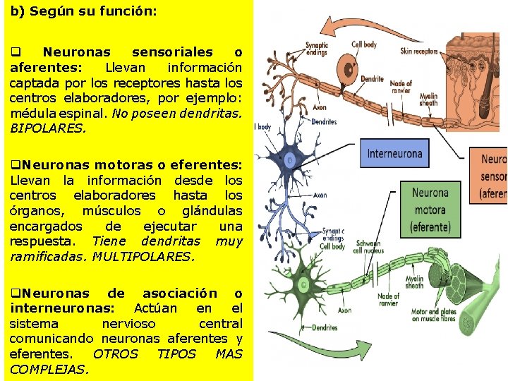 b) Según su función: q Neuronas sensoriales o aferentes: Llevan información captada por los