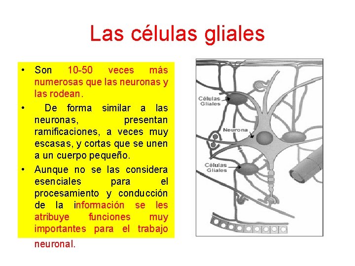 Las células gliales • Son 10 -50 veces más numerosas que las neuronas y