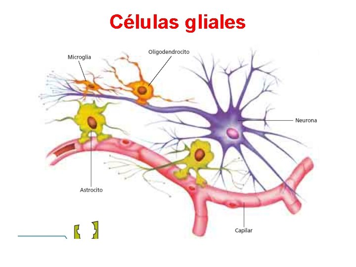 Células gliales 