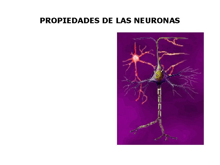 PROPIEDADES DE LAS NEURONAS • La irritabilidad, que le da a esta la capacidad