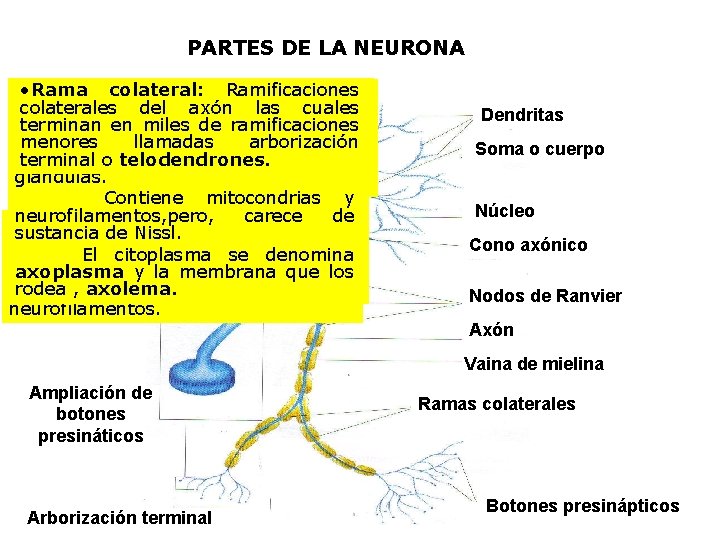 PARTES DE LA NEURONA Rama Proyección colateral: única Ramificaciones • • Dendrita: Axón: que