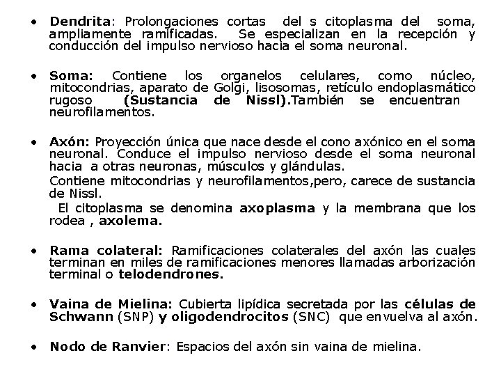  • Dendrita: Prolongaciones cortas del s citoplasma del soma, ampliamente ramificadas. Se especializan