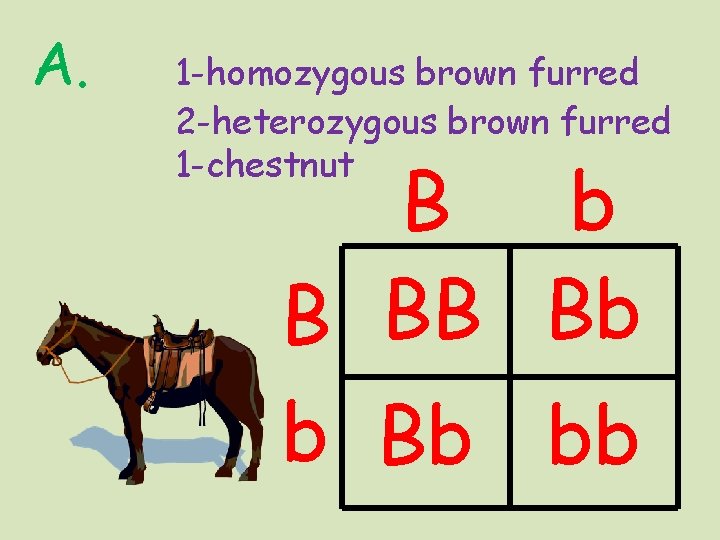 A. 1 -homozygous brown furred 2 -heterozygous brown furred 1 -chestnut B b B