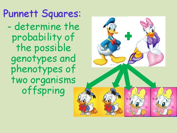 Punnett Squares: - determine the probability of the possible genotypes and phenotypes of two