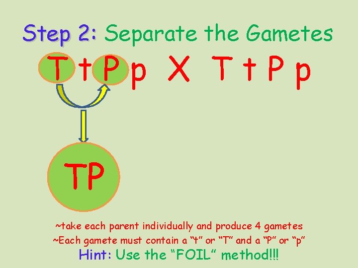 Step 2: Separate the Gametes Tt. Pp X Tt. Pp TP ~take each parent