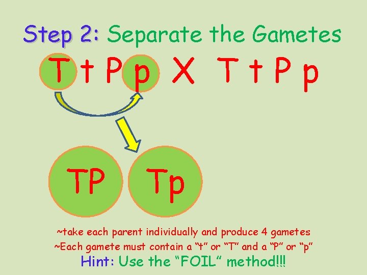 Step 2: Separate the Gametes Tt. Pp X Tt. Pp TP Tp ~take each