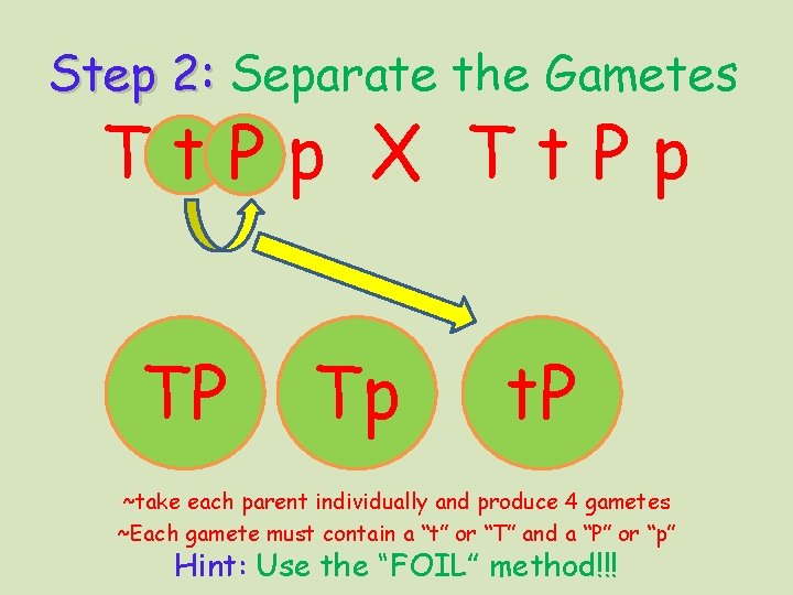 Step 2: Separate the Gametes Tt. Pp X Tt. Pp TP Tp t. P