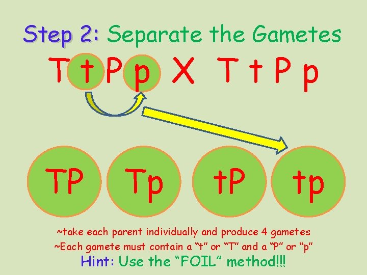 Step 2: Separate the Gametes Tt. Pp X Tt. Pp TP Tp t. P