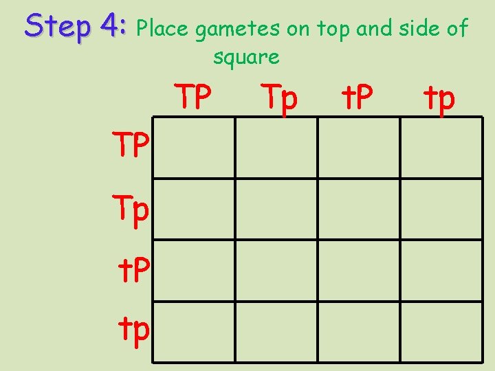 Step 4: Place gametes on top and side of square TP TP Tp t.