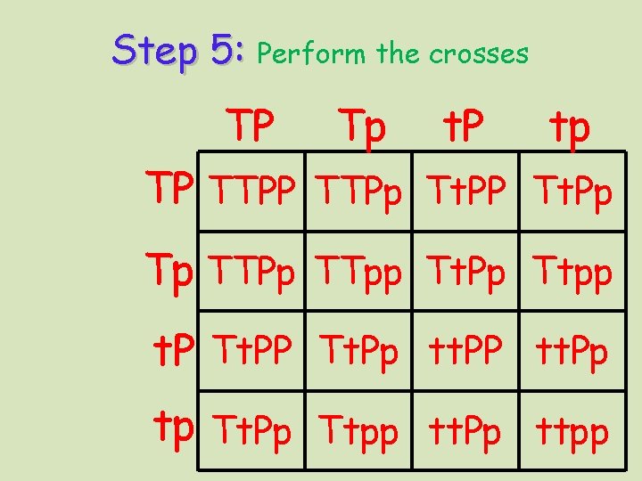Step 5: Perform the crosses TP Tp t. P tp TP TTPp Tt. PP