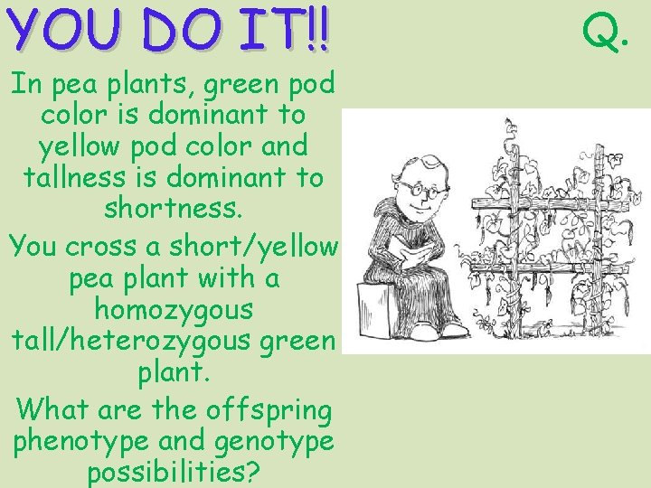 YOU DO IT!! In pea plants, green pod color is dominant to yellow pod