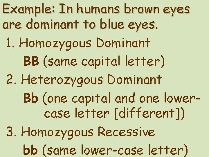 Example: In humans brown eyes are dominant to blue eyes. 1. Homozygous Dominant BB