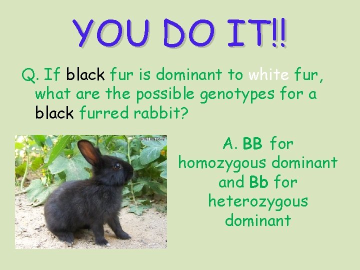 YOU DO IT!! Q. If black fur is dominant to white fur, what are