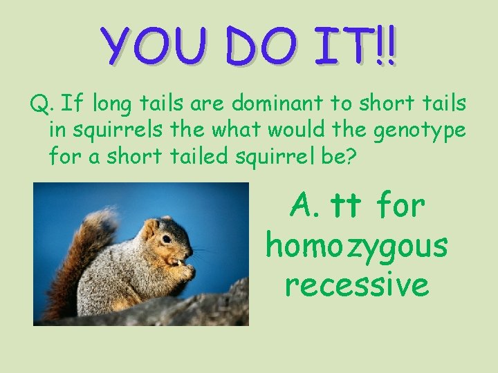YOU DO IT!! Q. If long tails are dominant to short tails in squirrels