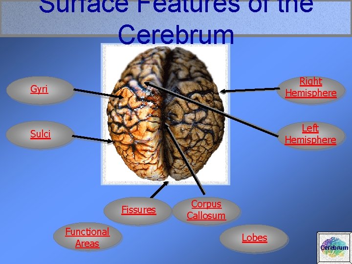 Surface Features of the Cerebrum Gyri Right Hemisphere Sulci Left Hemisphere Fissures Functional Areas