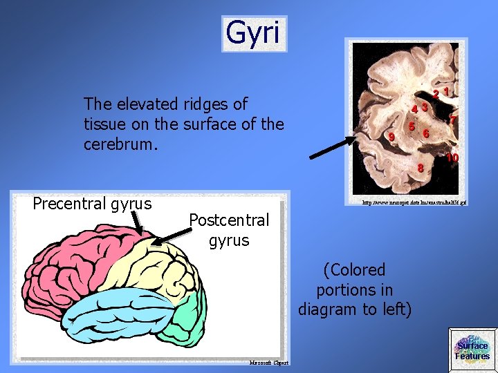 Gyri The elevated ridges of tissue on the surface of the cerebrum. Precentral gyrus