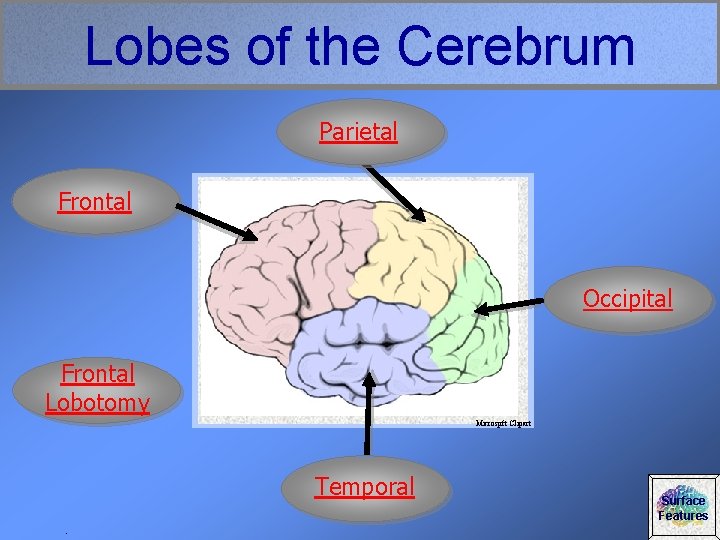 Lobes of the Cerebrum Parietal Frontal Occipital Frontal Lobotomy Microspft Clipart Temporal. Surface Features