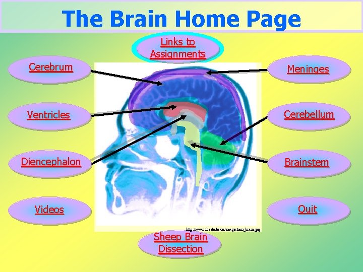 The Brain Home Page Links to Assignments Cerebrum Meninges Ventricles Cerebellum Diencephalon Brainstem Videos