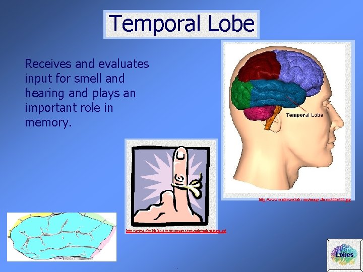 Temporal Lobe Receives and evaluates input for smell and hearing and plays an important