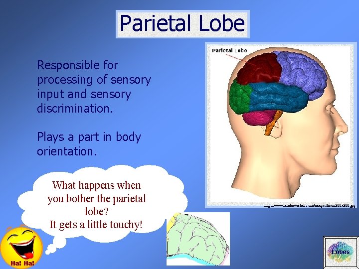 Parietal Lobe Responsible for processing of sensory input and sensory discrimination. Plays a part