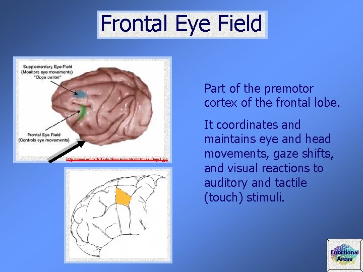 Frontal Eye Field Part of the premotor cortex of the frontal lobe. http: //www.