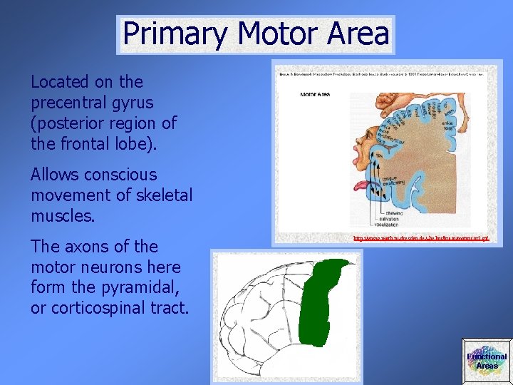 Primary Motor Area Located on the precentral gyrus (posterior region of the frontal lobe).