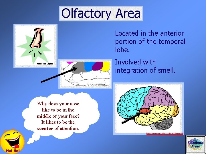 Olfactory Area Located in the anterior portion of the temporal lobe. Involved with integration