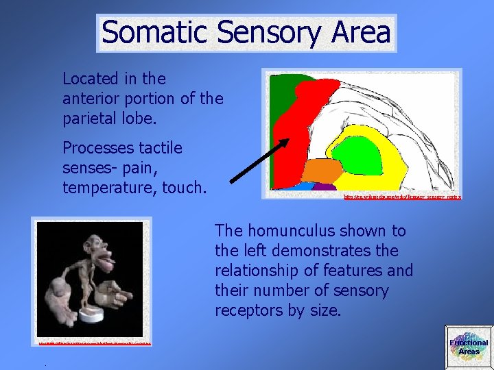 Somatic Sensory Area Located in the anterior portion of the parietal lobe. Processes tactile