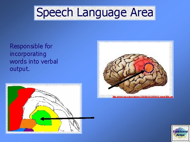 Speech Language Area Responsible for incorporating words into verbal output. http: //www. exn. ca/news/images/1999/06/18/19990618