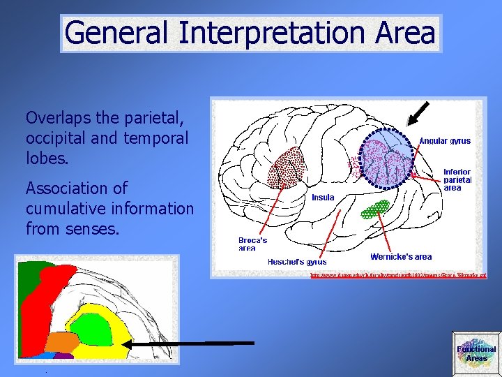 General Interpretation Area Overlaps the parietal, occipital and temporal lobes. Association of cumulative information