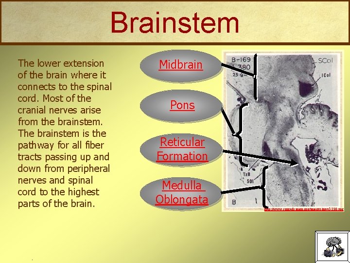 Brainstem The lower extension of the brain where it connects to the spinal cord.