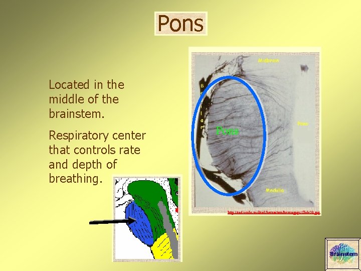Pons Located in the middle of the brainstem. Respiratory center that controls rate and