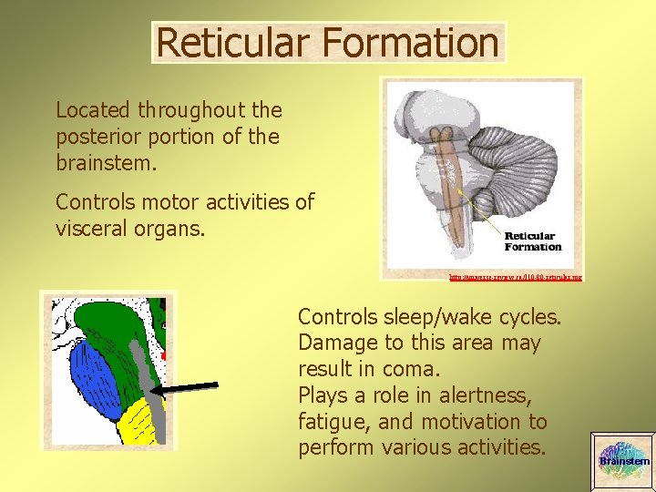 Reticular Formation Located throughout the posterior portion of the brainstem. Controls motor activities of