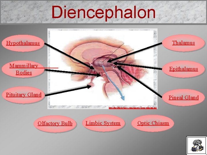 Diencephalon Hypothalamus Thalamus Mammillary Bodies Epithalamus Pituitary Gland Pineal Gland http: //health-pictures. com/images/Diencephalon. jpg