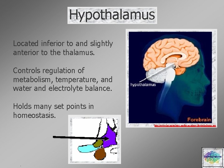 Hypothalamus Located inferior to and slightly anterior to the thalamus. Controls regulation of metabolism,