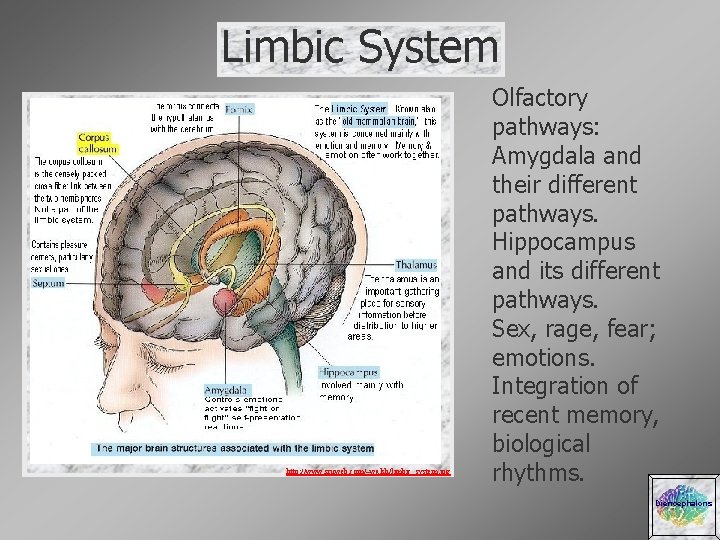 Limbic System http: //www. sruweb. com/~walsh/limbic_system. jpg Olfactory pathways: Amygdala and their different pathways.