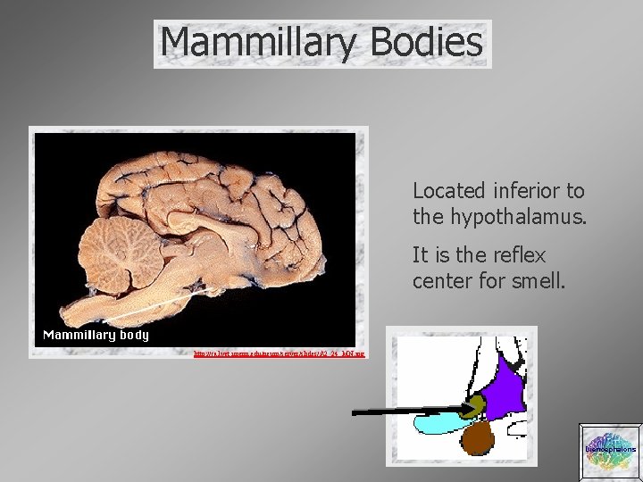 Mammillary Bodies Located inferior to the hypothalamus. It is the reflex center for smell.