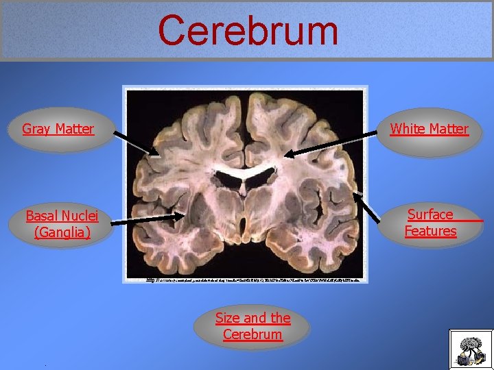 Cerebrum Gray Matter White Matter Surface Features Basal Nuclei (Ganglia) http: //cfs 1. tistory.