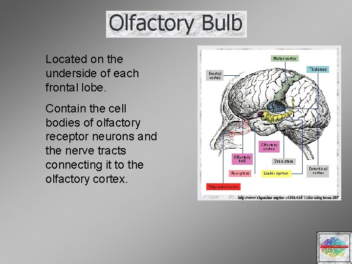 Olfactory Bulb Located on the underside of each frontal lobe. Contain the cell bodies