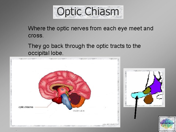Optic Chiasm Where the optic nerves from each eye meet and cross. They go
