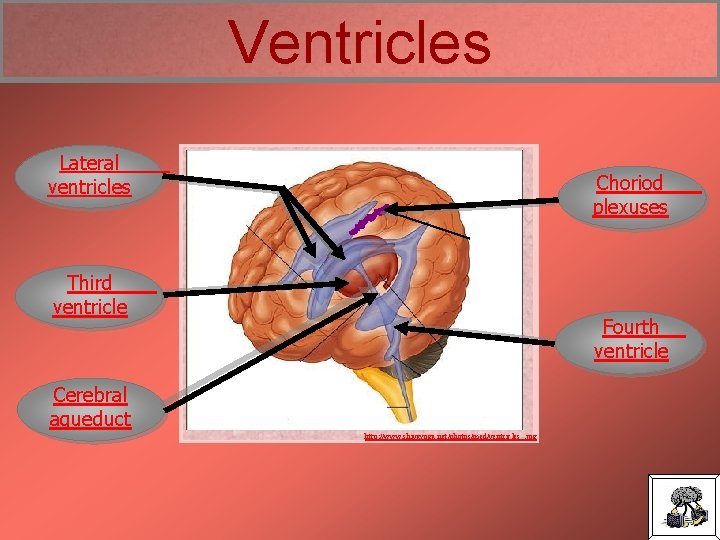 Ventricles Lateral ventricles Choriod plexuses Third ventricle Fourth ventricle Cerebral aqueduct http: //www. shivayoga.